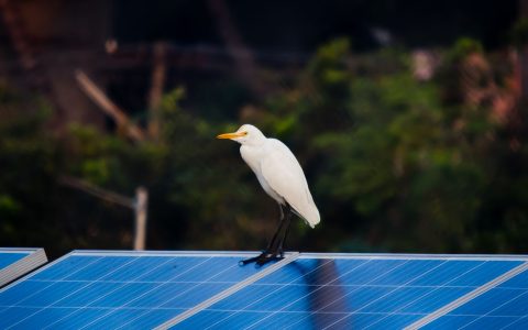 white bird on blue surface