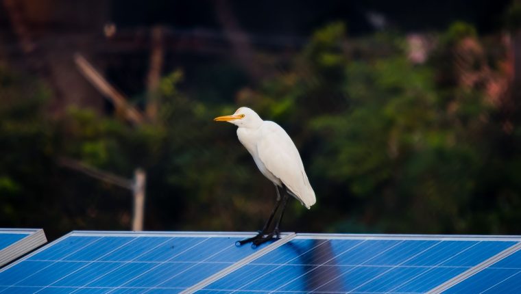 white bird on blue surface
